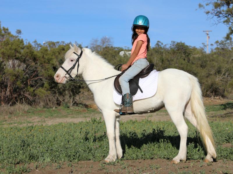 "CALI" - Ponies Mare (ROAN) | Horses For Sale NSW: Sydney